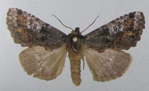 Spatalina melanopa (Schintlmeister 2007)