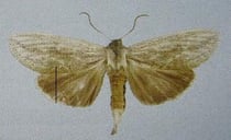 Saliocleta neogena (Schintlmeister 2007)