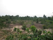 Dry forest with sandy area in Surin province