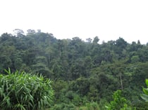 Rainforest near Chanthaburi