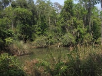 Forest in Phu Khieo, Chayaphum province