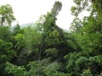 Forest near Ban Louang, Nan province