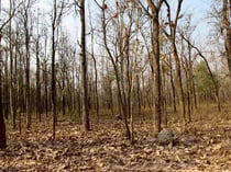 Dry lowland forest in Huai Kha Khaeng, Uthai Thani province