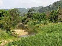 River and Forest view near Phato, Chumphon Province