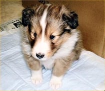 Erie 2003.03.10 Born on 2003.02.04