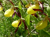 der "gelbe Frauenschuh" auf dem Biel