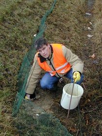 Tägliche Zaunkontrolle während der Amphibienwanderung ist notwendig; Foto: Angela Antholz