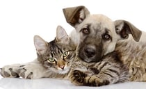 Giftstoffe ausleiten