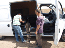 Der lange Transport ins Hundehotel