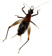 Crickets