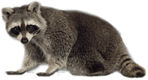 Raccoons