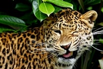 Ech wönsche dir eifach en schöni Woche!