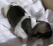 Welpe Nr. 1, Rüde, 4 Tage alt