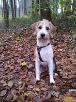 Ambra vom Chirsgarten, 19. November 2013