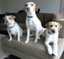 und dann ist das Hochzeitsbild komplett, mit Trauzeugin Lola!