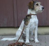 Askia vom Chirsgarten