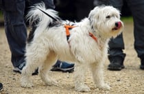 Dusty von Burg Lobenstein hat den Ueberblick