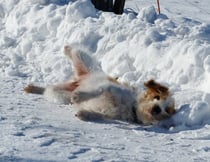 Tuba geniesst das genüssliche Wälzen