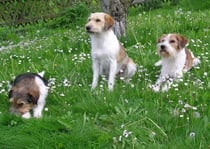 na, die Begeisterung hält sich in Grenzen. so richtig Lust auf ein Photo hat keiner der drei... ;-)