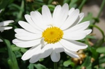 und weil die sonnigen und blumigen Momente derzeit so kurz sind, hier noch ein paar Blumengrüsse vom Chirsgarten...