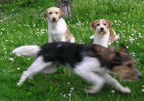 schnell weg, meint Amy-Lou, kommt, wir rennen noch 'ne Runde! ;-)