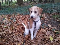 Ambra vom Chirsgarten, 19. November 2013