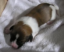 Welpe Nr. 5, Hündin, 4 Tage alt