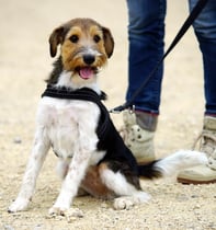auch Amy-Lou vom Chirsgarten ist ganz gespannt... wer von den Geschwistern ist da?