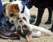 Bailey und Basil spielen immer noch...
