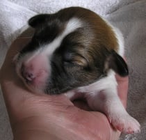 Welpe Nr. 5, Hündin, 4 Tage alt