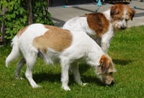 hier waren doch grad noch die Hagelkörner???