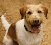 auch nach Mäusen suchen kann man prima als Zeitvertreib...