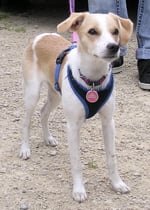 Elli von Burg Lobenstein