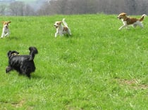 Wiesen, Sonne, Kromis...