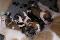 Gedränge an der Milchbar