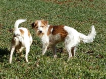 können wir bitte mal ungestört buddeln???