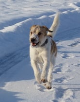 Wurzel hat Spass am Schnee...