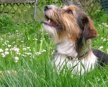 Kopf und Hals ist frei getrimt, der Rest folgt noch...