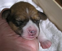 Welpe Nr. 3, Rüde, 4 Tage alt