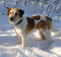 Wir nutzen die Wartezeit auf den B-Wurf mit schönen Spaziergängen...