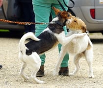 so kann es auch sein - zwei Rüden begrüssen sich, Asterix vom Chirsgarten und Amigo aus der Gewürkiste, fast auf den Tag genau gleich alt