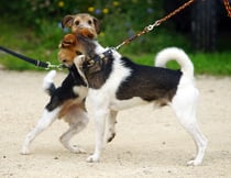 Amy-Lou begrüsst Asterix, zwei Chirsgarten Hunde...