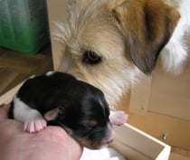 Welpe Nr. 6, Hündin, 4 Tage alt