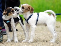 he, Dich kenne ich doch! sagt Basil zu Bailey...