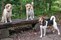 Baja vom Aubrig, Bessi vom Daunchen (Nougat) und Asterix vom Chirsgarten