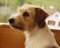 die Gedanken gehen schon hin... 