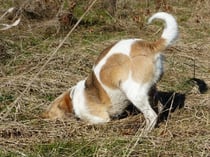 wo sind die Mäuschen?