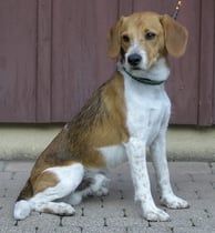 Amiro vom Chirsgarten