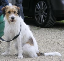 Jasko, ein bildschöner Rüde