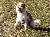 Tuba hat grad - ausnahmsweise - nicht den Durchblick...